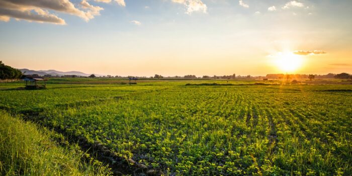 Crop field